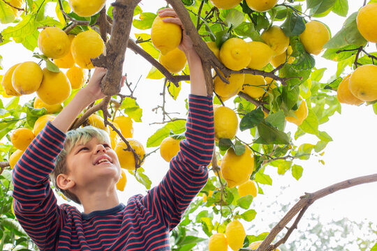 Smiling young boy farmer harvesting, picking lemons in the orchard