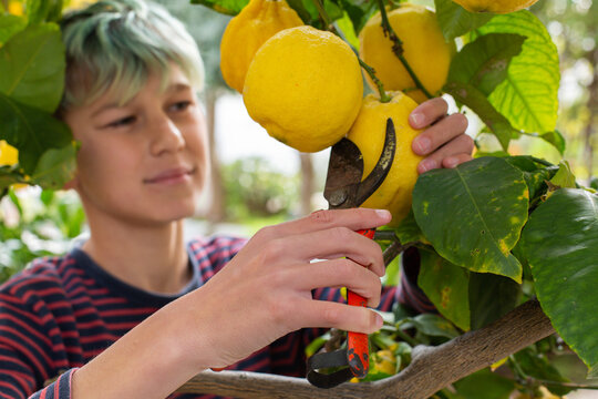 Smiling young boy farmer harvesting, picking lemons in the orchard