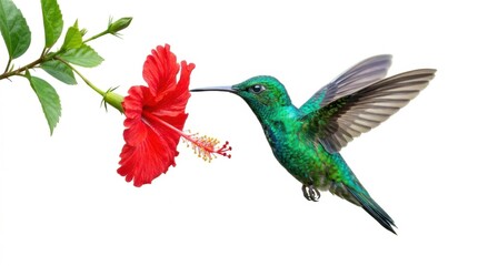 Fototapeta premium Hummingbird Feeding on Red Hibiscus Flower White Background