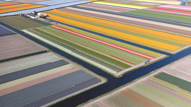 Aerial view of Keukenhof tulip fields with vibrant rows of flowers and narrow canals under bright daylight Lisse, Zuid-Holland, Netherlands.