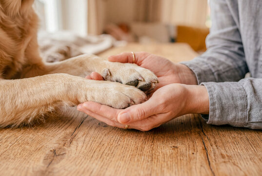 犬の前足を包み込む人の手