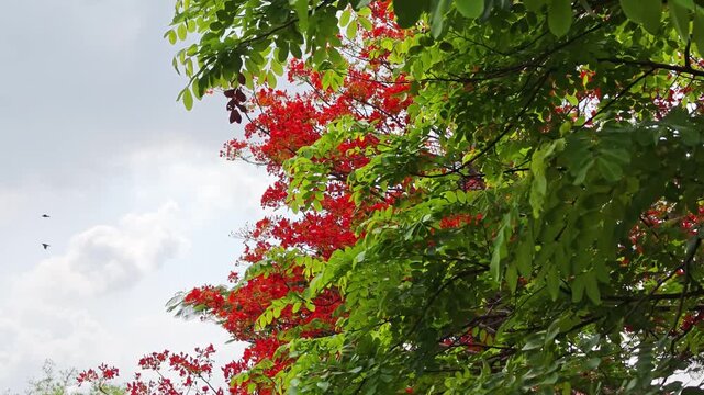 Red peacock flower tree or flamboyant deciduous trees provide shade.

