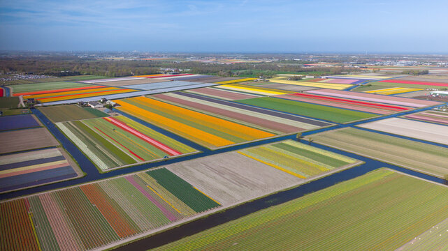 Aerial view of vibrant tulip fields with colorful rows of blooming flowers separated by narrow irrigation canals under a clear blue sky Netherlands.