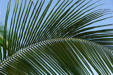 Fototapeta premium Coconut Palm Leaf and Blue Sky