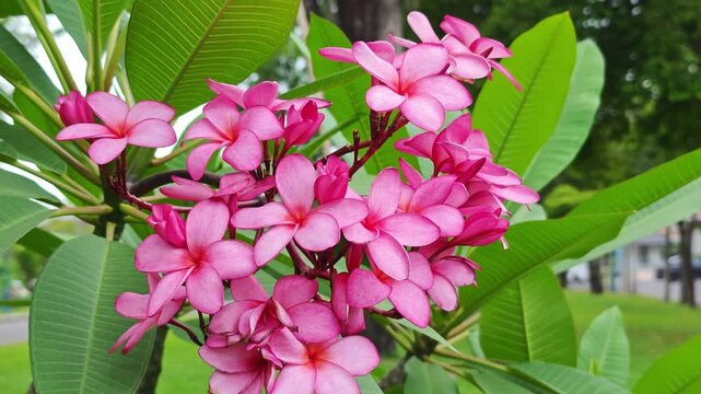 Pink frangipani flowers in the garden.