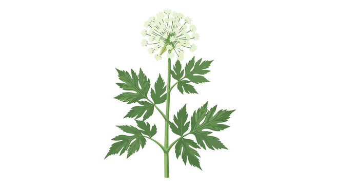 Detailed Botanical Illustration of a White Wildflower with Green Serrated Leaves Isolated on a White Background