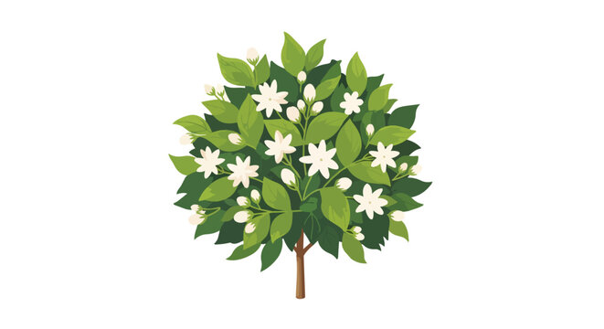 Blooming Jasmine Bush with Fragrant White Flowers and Lush Green Leaves Illustration Isolated on White Background