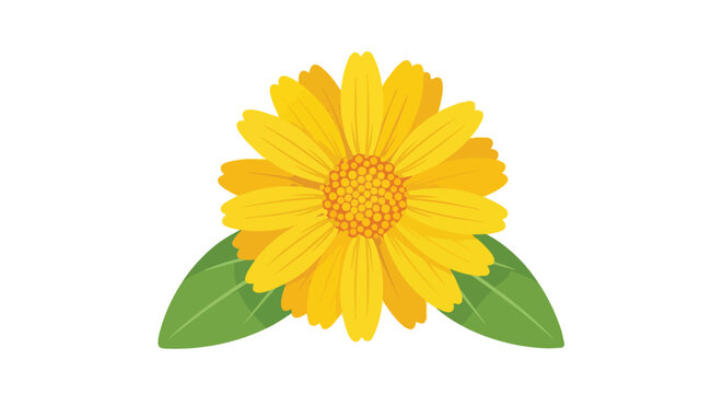 Yellow Calendula Flower Illustration with Green Leaves Isolated on White Background