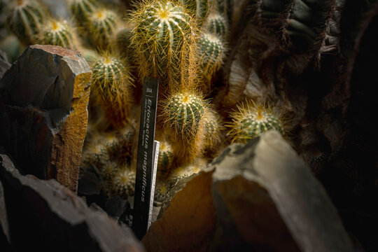 Ball cactus Parodia magnifica cluster spiny golden cactus in rocky greenhouse display. flower exhibition Flora Olomouc, Czech Republic &ndash; April 25, 2026