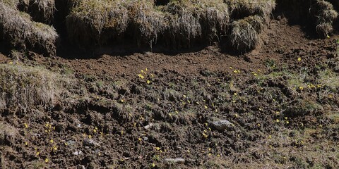 Achillea coarctata  © Tumicz
