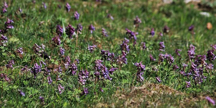 Corydalis