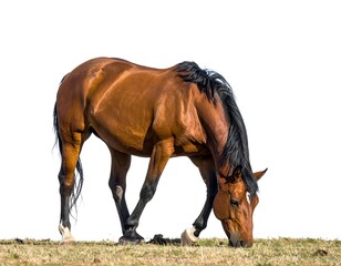 Obraz premium Brown Horse Grazing.