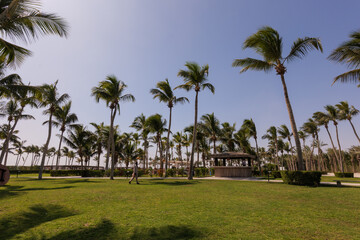 Fototapeta premium Palm Trees and Tropical Resort Landscape in Hawana Salalah, Oman