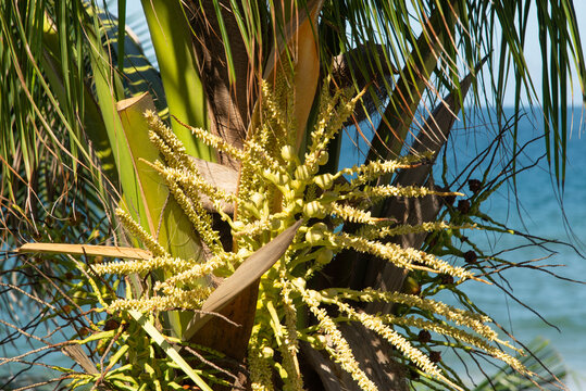  Coconut palm flower and sea in the background