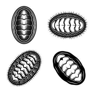 Black and white vector silhouette set of Chiton Polyplacophora.
