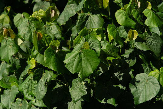 Green leaves of tropical vegetation