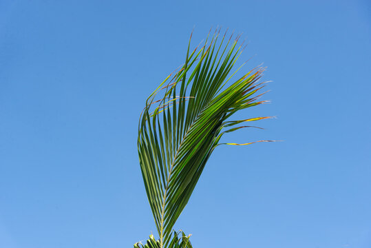  Coconut Palm Leaf and Blue Sky
