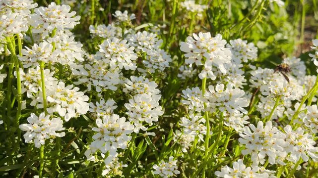 Dainty clusters of snow-white candytuft flowers open up to the spring sun, creating a sense of pure, peaceful tranquility across the vibrant green groundcover.