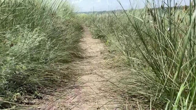 Low angle point of view moving along a narrow sandy path through tall silvery green steppe grasses swaying in a soft breeze under warm summer light