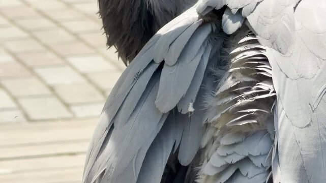 a graceful crane tucks its beak into its grey feathers. This preening action creates a soft, rustling sound. The quiet moment is surrounded by the humming sound of a sunny zoo.