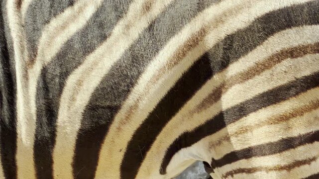 a zebra gazes forward while birds sing nearby. The gentle rustle of its mane blends with the low hum of the zoo.
