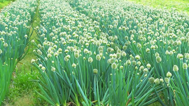 Blooming Onion Field with White Flowers in Rural Farmland