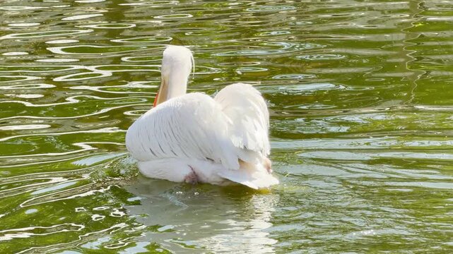 a white pelican thrashes its wings in the water. This vigorous action creates loud splashing sounds and a rhythmic drumming of feathers against the surface.