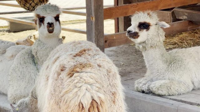 A group of fluffy alpacas sits quietly on a wooden floor in a sunny pen. This calm scene is filled with the cheerful sound of birds chirping and the distant hum of the zoo.