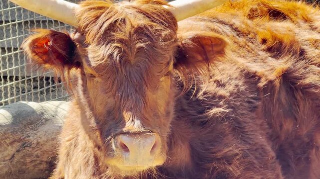 A shaggy Highland cow rests quietly while breathing deeply in the sun. This calm action creates a soft huffing sound against the distant hum of zoo animals and singing birds.