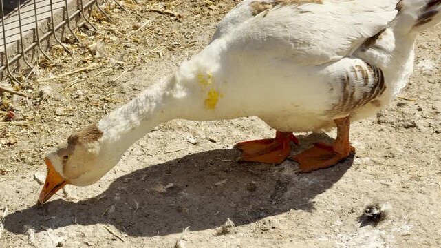 A white and brown goose pecks at the dry ground in a sunny enclosure. As it hunts for food in the dirt, it lets out a sharp, high-pitched cackling sound.
