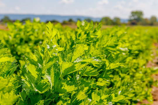 Fresh celery plants growing in a field under a blue sky in a rural area during the daytime