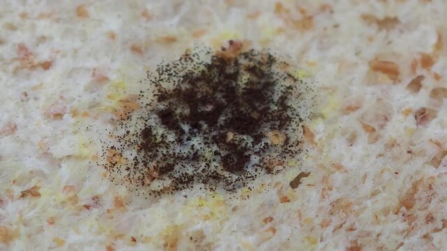 bread covered with mold. Stale bread covered with mold
