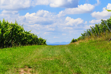 Obraz premium Vineyard path between rows of grapevines with clouds in the sky and mountains in the background on a sunny day