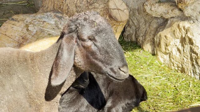 Two woolly sheep stand together on soft straw. One looks up with a gentle, curious expression while the other grazes quietly, bringing a sense of warmth, peace, and simple country charm.