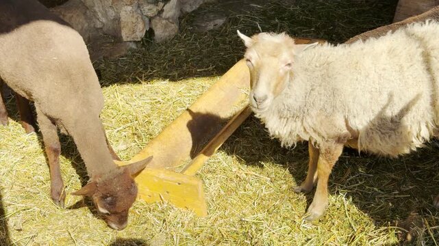 A light-colored sheep looks up curiously while another dark sheep grazes on golden straw. Their calm presence in the sun-drenched pen evokes feelings of warmth, tranquility, and simple rustic charm.
