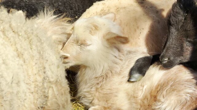 Tiny lambs huddle close together to sleep on soft straw. Warmed by the bright sunshine, their relaxed, gentle huddle inspires feelings of pure comfort, love, and sweet tranquility.