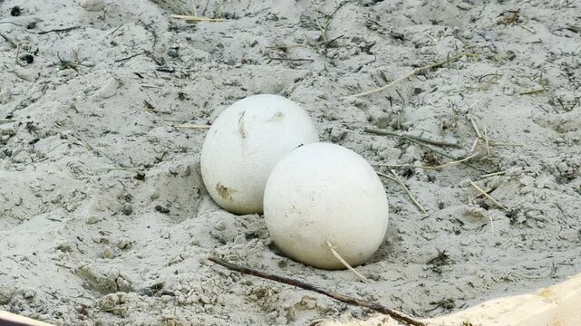 Two massive, pale ostrich eggs lie nestled securely in the dry sand. This peaceful scene captures the raw beauty of nature, inspiring feelings of wonder and quiet maternal care.