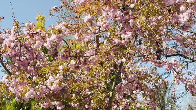 Masses of vibrant pink double flowers bloom beautifully on a Kanzan cherry tree branch. These soft, ruffled blossoms stand out against a clear blue sky, evoking a feeling of joy and spring renewal.
