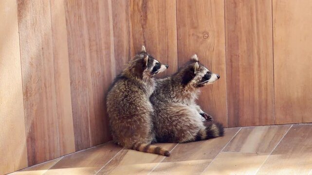A curious raccoon walks alertly past a warm wooden wall in its habitat. Its cautious exploration and fluffy fur create a charming, lively feeling in the bright afternoon sun.