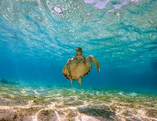 Fototapete Schildkröte 沖縄県宮古島の透き通った海を泳ぐウミガメの水中写真素材  © 剛 花田