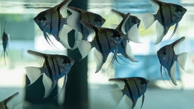 Swimming angelfish shifting in daylit glass tank near surface, ripples causing shifts by filter