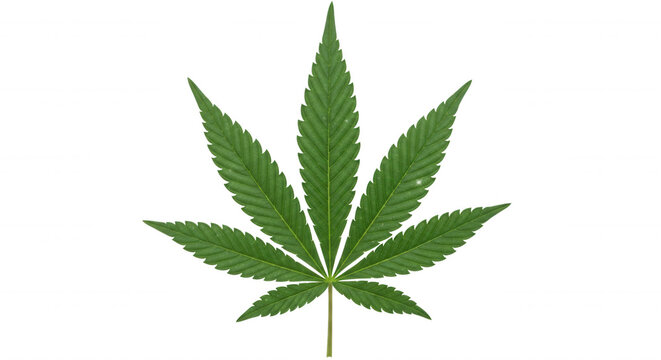 A single, seven-pointed green leaf with serrated edges, isolated against a solid black background, showing detailed leaf veins and texture