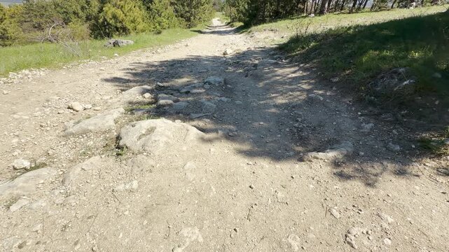 A rough, rocky path slopes downward through a dense pine forest under bright daylight. The rugged terrain sparks a sense of excitement and adventure in the peaceful wilderness.