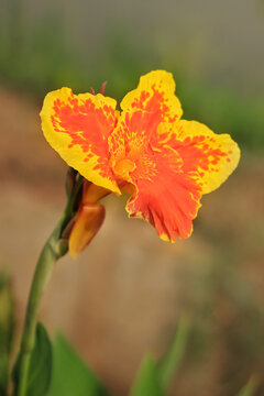 yellow canna lily flower bloom in garden. canna lily has bright and many spot on petal. canna lily flower is a tropical plant with another name yellow king humbert