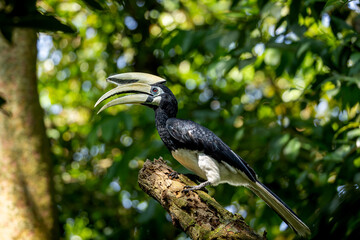 Oriental pied hornbill © Fabian