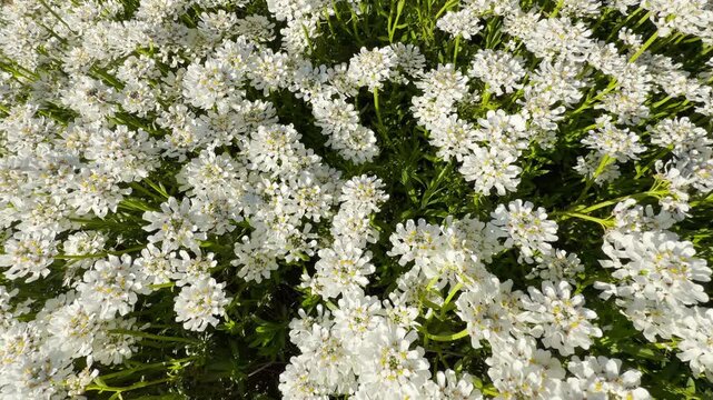 Masses of delicate white candytuft blossoms burst open above their bright green leaves. The sunny overhead view inspires a joyful, serene, and deeply refreshing feeling of spring.