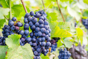 Fototapeta premium Ripe grapes hang from vines in a vineyard during the day in a sunny climate