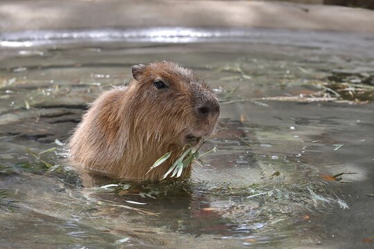 水の中で笹を食べるカピバラ