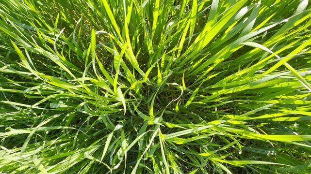A thick layer of vibrant green grass stretches toward the warm sunlight. Looking down at the dense blades creates a peaceful feeling of fresh, natural energy and summer comfort.