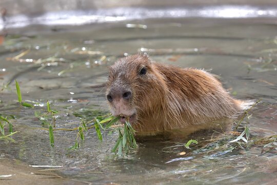 温泉に浸かり笹を食べるカピバラ
